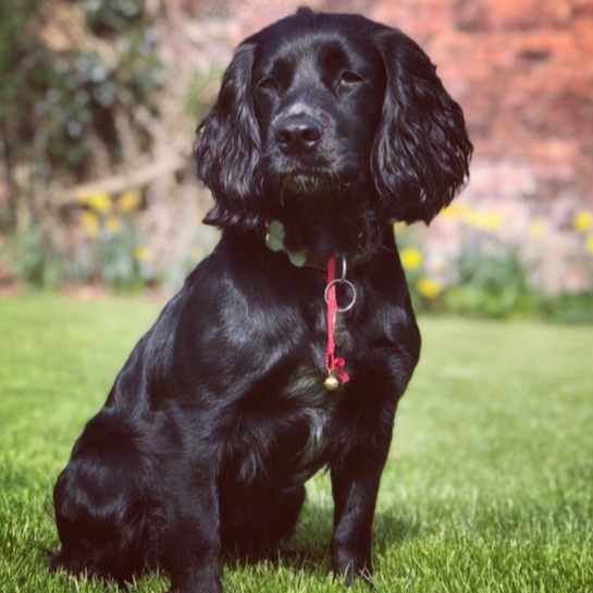 Juno - family dog